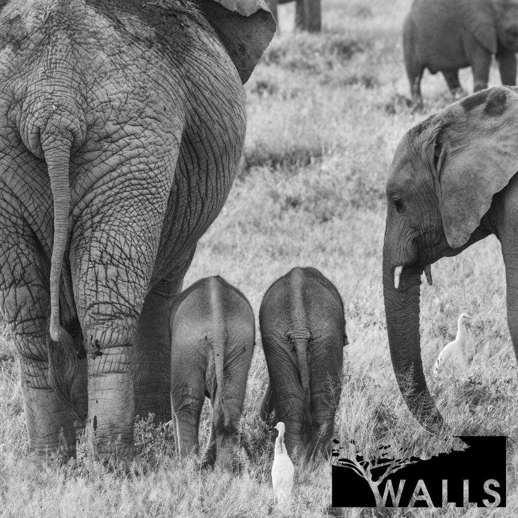 Black and White Portfolio Walls Fine Art Gallery