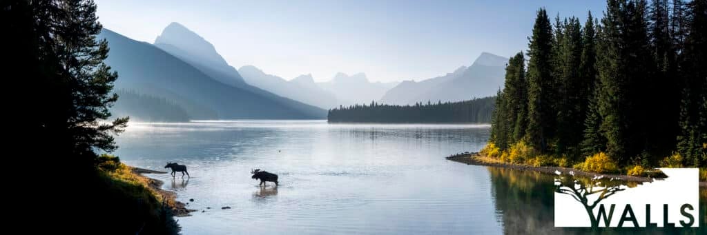 Wildlife Portfolio Walls Fine Art Gallery