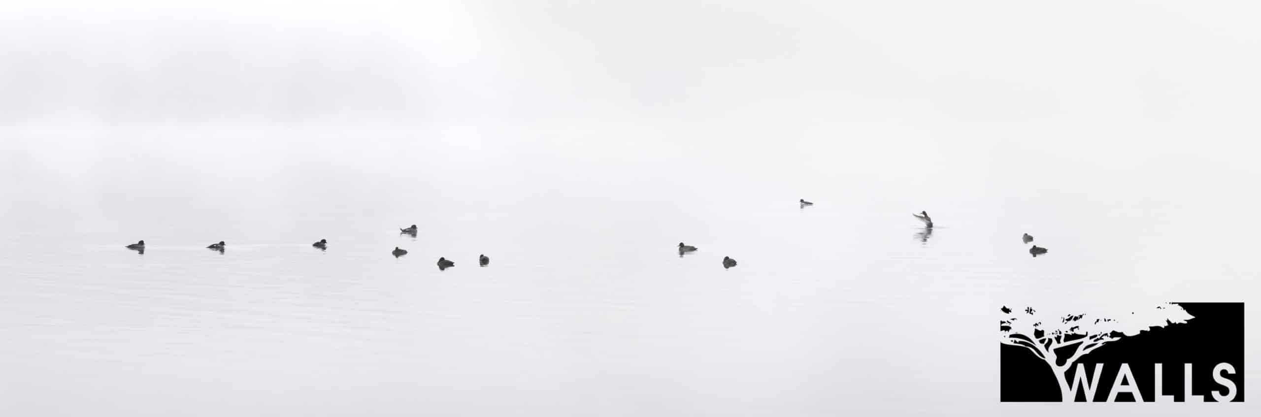 New Releases Walls Fine Art Gallery