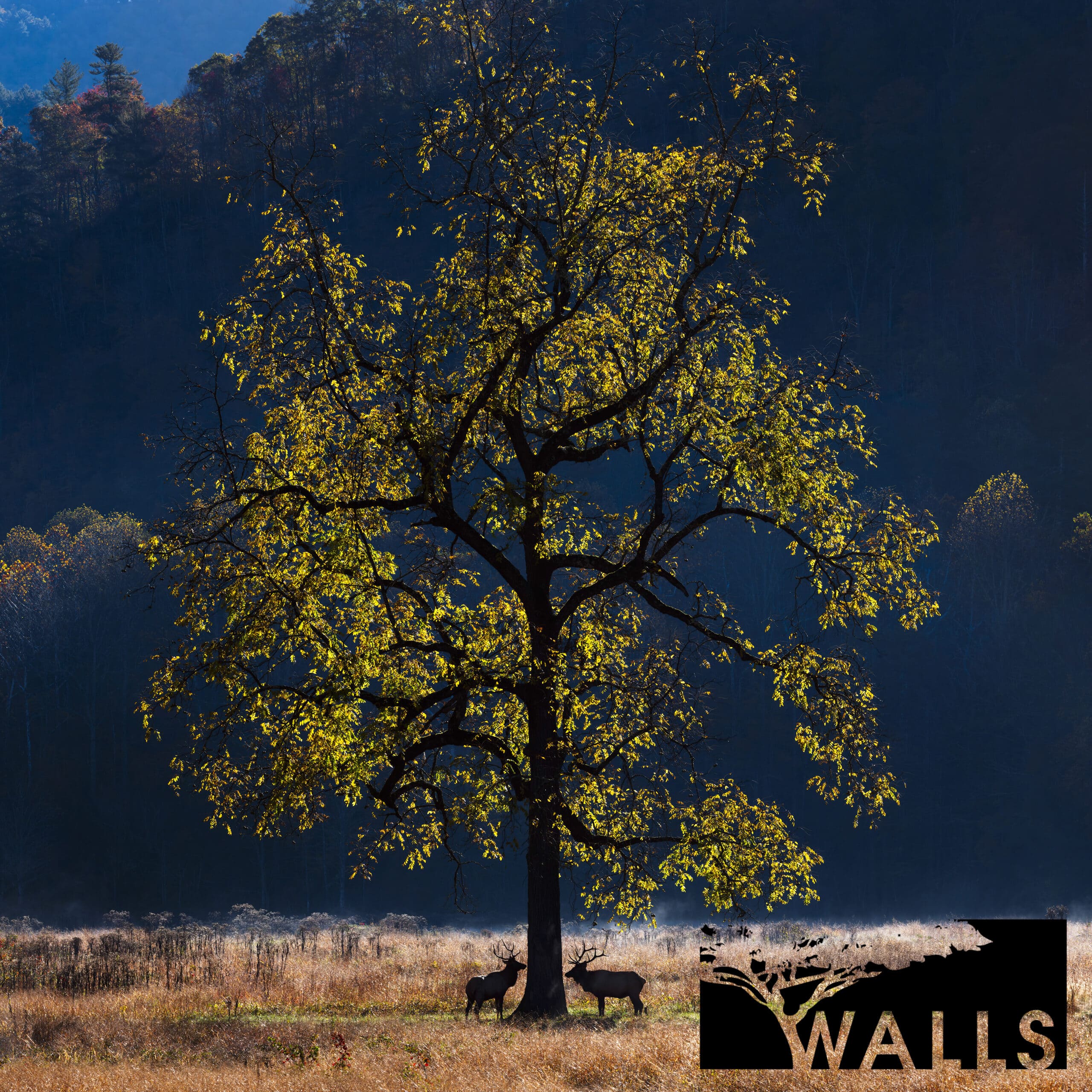 New Releases Walls Fine Art Gallery