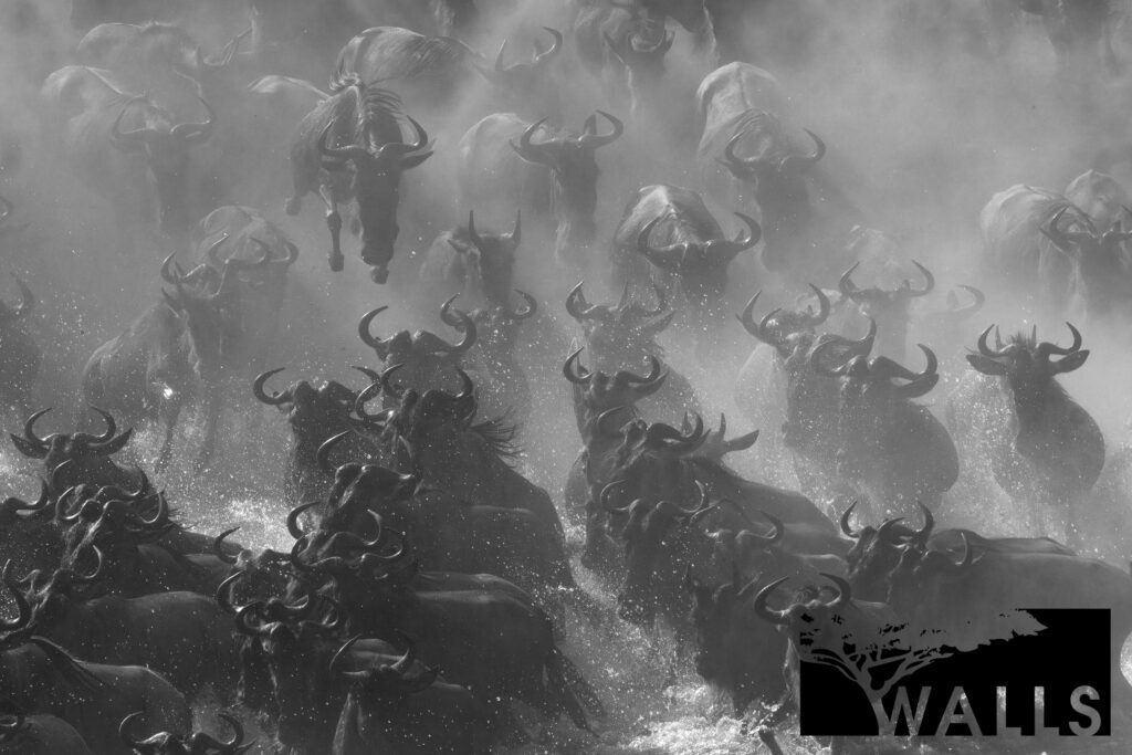 Black and White Portfolio Walls Fine Art Gallery