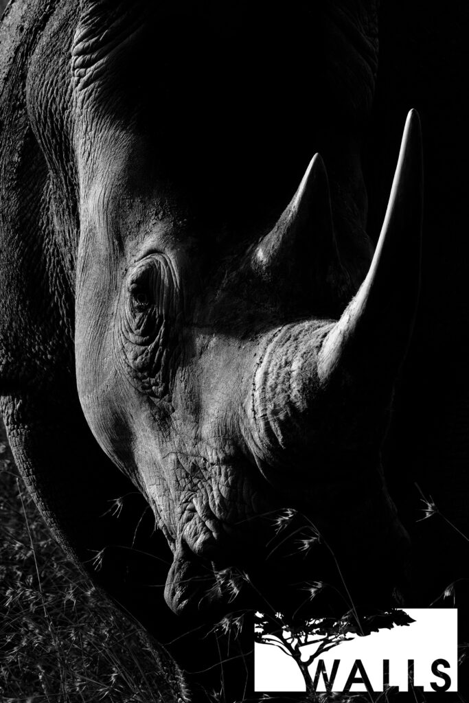 Black and White Portfolio Walls Fine Art Gallery