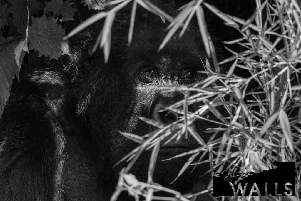 Black and White Portfolio Walls Fine Art Gallery