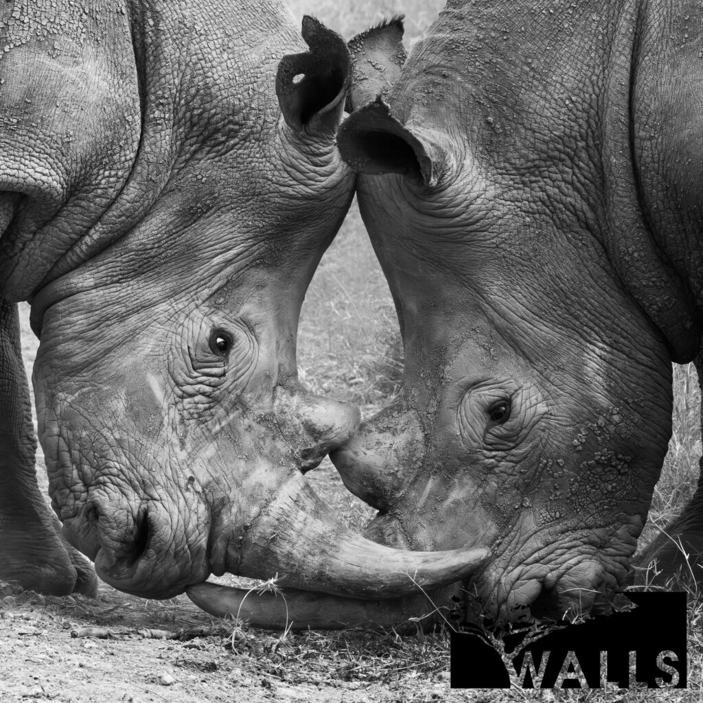 Black and White Portfolio Walls Fine Art Gallery