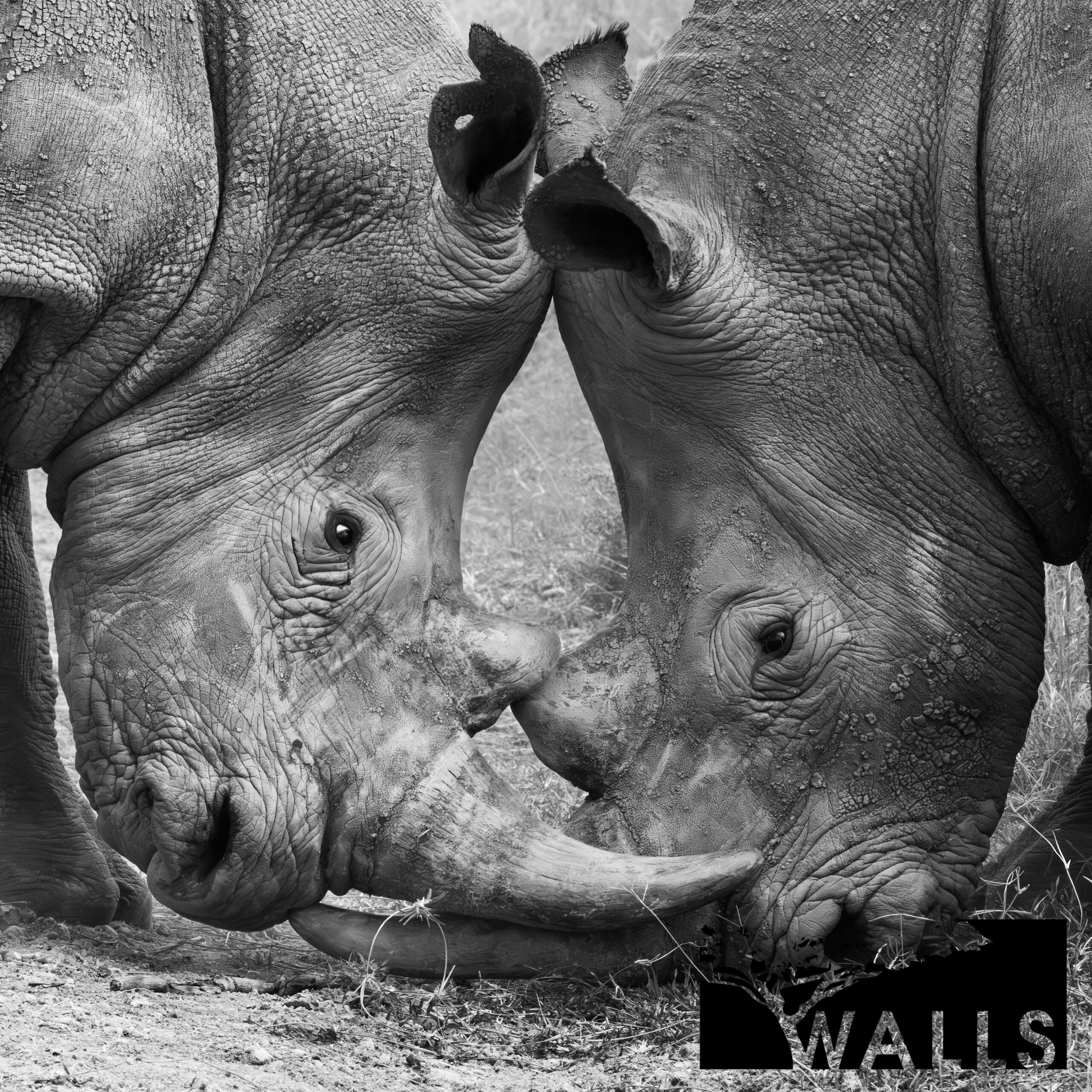 New Releases Walls Fine Art Gallery