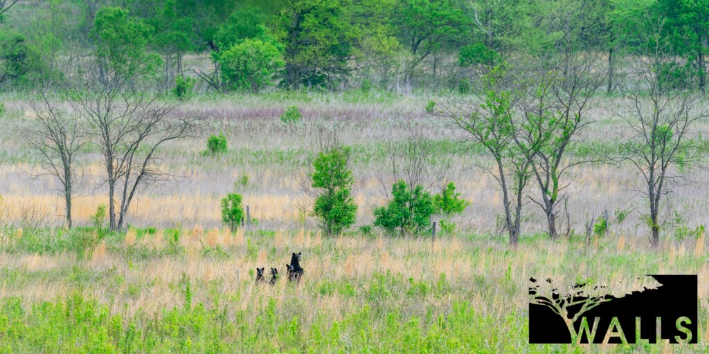 Wildlife Portfolio Walls Fine Art Gallery