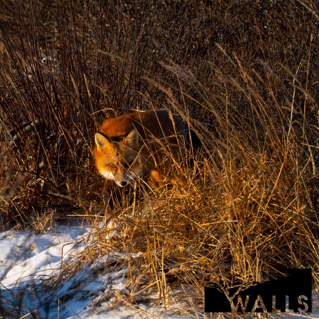 Wildlife Portfolio Walls Fine Art Gallery