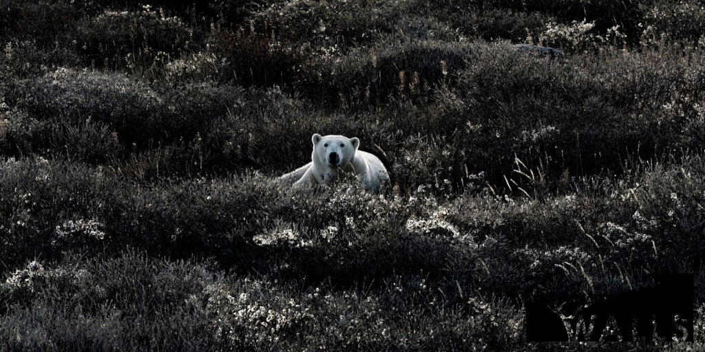 Wildlife Portfolio Walls Fine Art Gallery